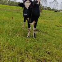 ورزا فروشی|حیوانات مزرعه|گوراب زرمیخ, |دیوار