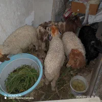 5 راس گوسفند|حیوانات مزرعه|اهواز, عین ۲|دیوار