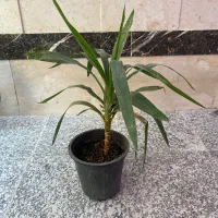 انواع گل فروش‌ ریر‌قیمت محلاتی|گل و گیاه طبیعی|تهران, افسریه شمالی|دیوار