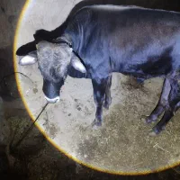 گوساله|حیوانات مزرعه|دهگلان, |دیوار