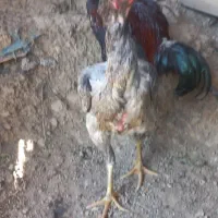 مرغ لاری عروسک