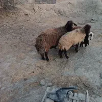 قوچ افشار|حیوانات مزرعه|تربت جام, جلگه موسی آباد|دیوار