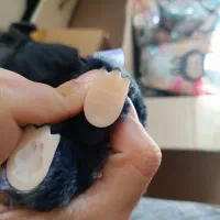 لبوبو انرژی عمده کف مشهد|اسباببازی|مشهد, حرم مطهر رضوی|دیوار