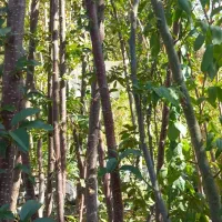 انواع درخت ۳و۴ساله ریشه پر زیر قیمت|گل و گیاه طبیعی|شهریار, رزکان|دیوار