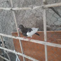 مغلف جادانی جفتی جا آبی کوزه