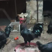 تخم مرغ نطفه دار