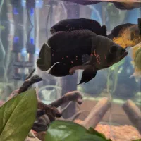 ماهی پرت|ماهی|تهران, دانشگاه شریف|دیوار