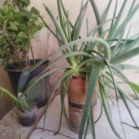 گل آلوئه ورا|گل و گیاه طبیعی|رباط‌کریم, مسکن مهر آبشناسان|دیوار