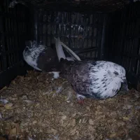 فروش یا معاوضه کبوتر