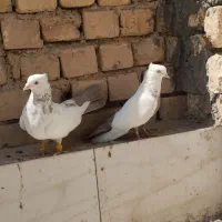 یک جفت نرو ماده دمبی و پاکستانی نر