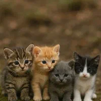 دعوت به همکاری ،بازار یابی بیمه حیوانات خانگی .|استخدام بازاریابی و فروش|رشت, حاجی آباد|دیوار