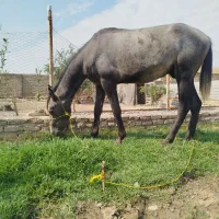 اسب ترکمن اصل
