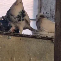 طوقی|پرنده|زنجان, |دیوار