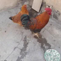 خروس و مرغ|حیوانات مزرعه|بهارستان, |دیوار