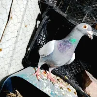 کفتر|پرنده|نهبندان, |دیوار