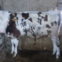 گوساله نر