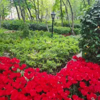 همراهی هنرمندانه