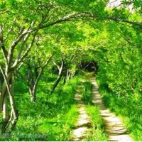 زمین-گردویی-چرمهین