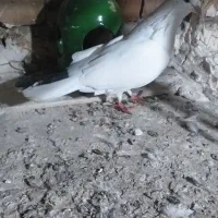 نژاد قدیم|پرنده|پارسآباد, |دیوار