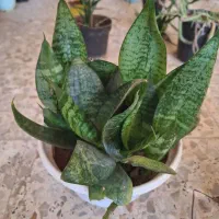 گل های طبیعی|گل و گیاه طبیعی|مرند, |دیوار