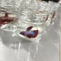 فایتر موجوده هم تک وعمده