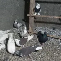 کبوتر کفتر طوقی سرور آبادانی|پرنده|کهک, |دیوار