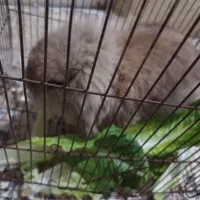 خرگوش لوپ|موش و خرگوش|خرمآباد, |دیوار