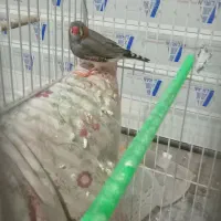 یک جفت فنچ کار داده