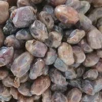 فروش خرما|حراج|شادگان, |دیوار