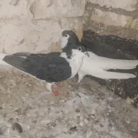 مشهد طرق لوحی 13 پلاک 1