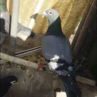 سلام پرنده المانی کبوتر