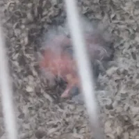 یک جفت قناری خانگی با دوتا جوجه دویاسه روزه