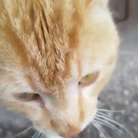 گربه نارنجی