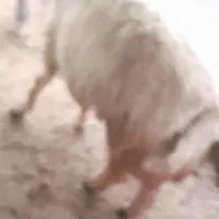 حیوان|حیوانات مزرعه|مارگون, |دیوار