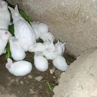 خرگوش سفید معاوضه با قناری|موش و خرگوش|فیروزآباد (فارس), |دیوار