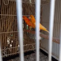 قناری.قناری لاکی .فروش سه جفت باهم|پرنده|اوز, |دیوار