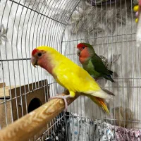 طوطی برزیلی