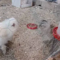 ویاندوت اپنزلر آرکانا ایام سبرایت ابریشمی برهما|حیوانات مزرعه|شیراز, غدیر شمالی|دیوار