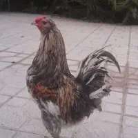 خروس گلین