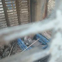 کپوت|پرنده|سراوان, |دیوار