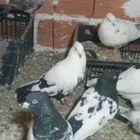 کبوتر طوقی فقط|پرنده|علیآباد کتول, |دیوار