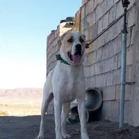 واگذاری توله 2سال