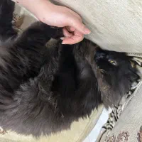 پیشی|گربه|تبریز, |دیوار