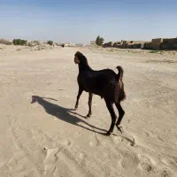 یک نر بز خوب برای نسل کشی|حیوانات مزرعه|زاهدان, |دیوار