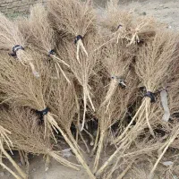 جارو محلی|لوازم نظافت|نیشابور, فضل|دیوار