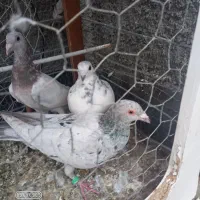 کفتر|پرنده|چناران, |دیوار
