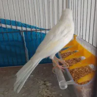 قناری دهن زن|پرنده|شیراز, کوشک میدان|دیوار