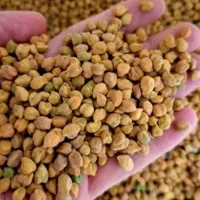 نخود قرمز لپه ای  فروشی