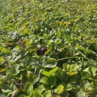 نهال توت فرنگی سابرینا و کاماروس|گل و گیاه طبیعی|مزرعه کتول, |دیوار