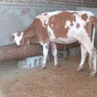 گاو و گوساله.گوساله نر وماده سیمینتال|حیوانات مزرعه|کوهنانی, |دیوار